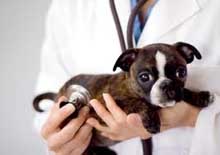 veterinary clinics new orleans